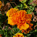 Orange Flower (Lens Test)