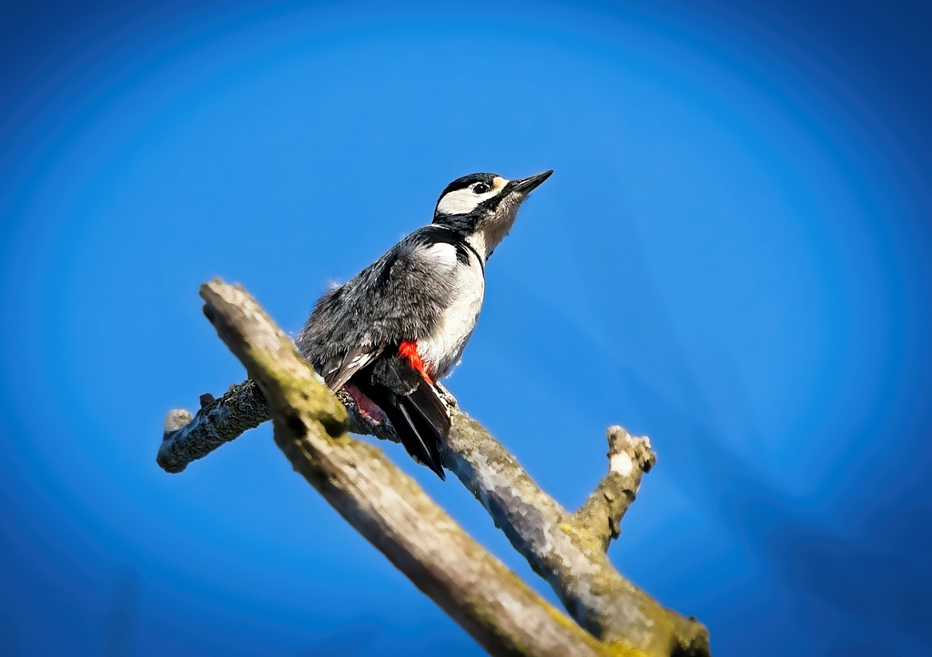 Der Buntspecht (Dendrocopos major) ist hoch empor :))  The great spotted woodpecker (Dendrocopos major) is high up :))  Le Pic épeiche (Dendrocopos major) est en hauteur :))