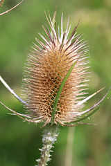 EOS 90D Peter Harriman 11 43 52 21098 wildTeasel dpp