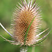 EOS 90D Peter Harriman 11 43 52 21098 wildTeasel dpp