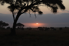 Magic sunset and elephants in the dark. Good bye to our safaris.