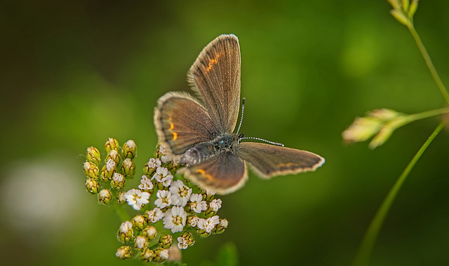 Die andere Perspektive mal auf den Bläuling im Gras :)) Another perspective on the blue butterfly in the grass :)) Une autre perspective sur le papillon bleu dans l'herbe :))