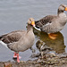 Greylag Geese