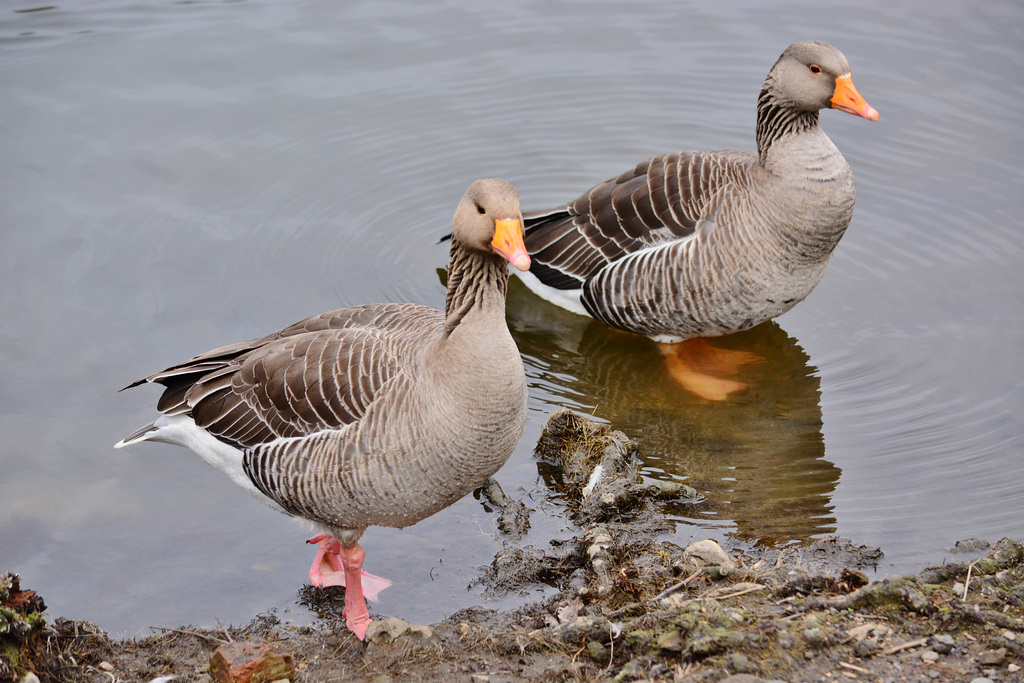 Greylag Geese