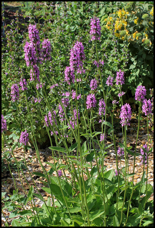 Stachys officinalis
