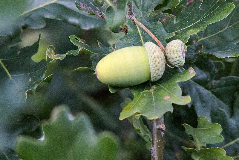 20150910 8793VRTw [D~PB] Eiche, Steinhorster Becken, Delbrück