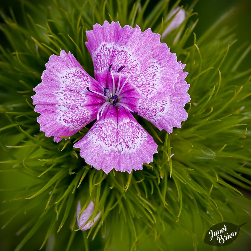 79/366: Varigated Sweet William