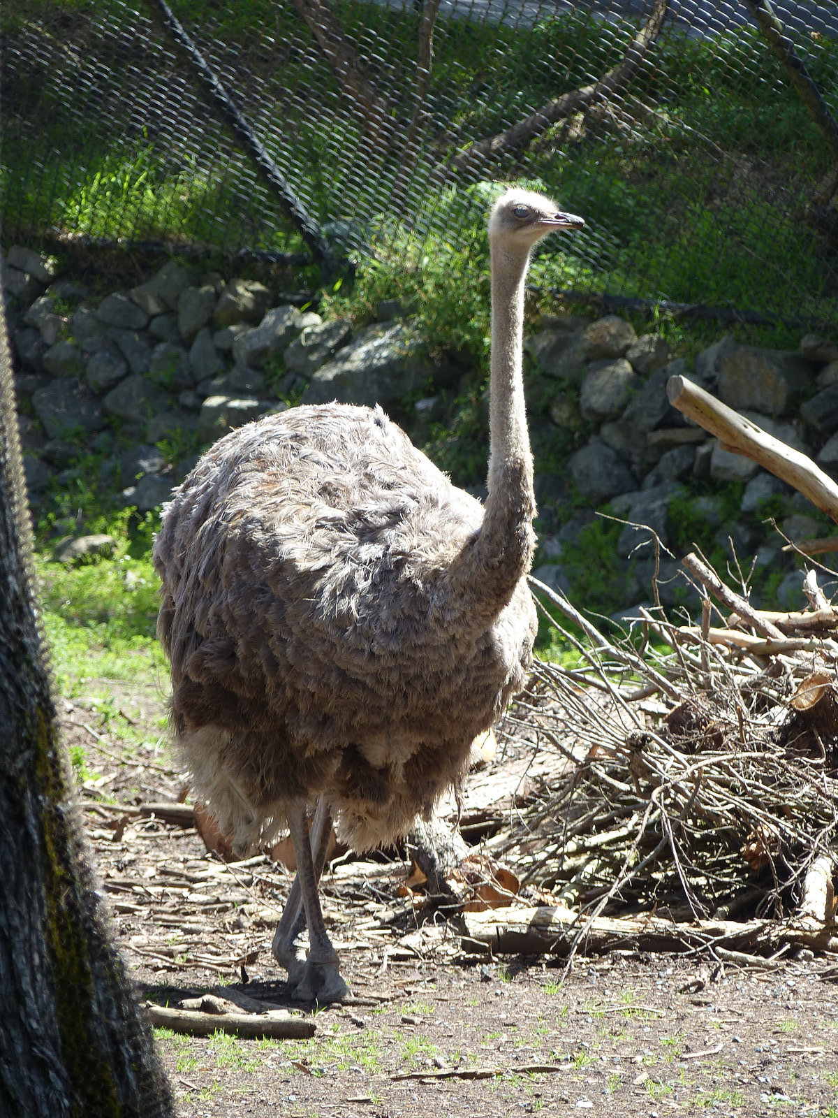 San Francisco Zoo (9) - 19 April 2016