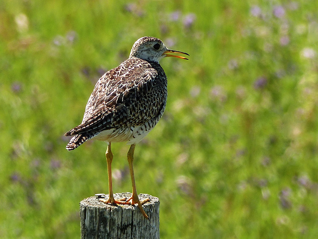 Upland Sandpiper / Bartramia longicauda