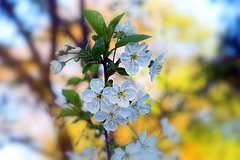 Morello Cherry Blossom