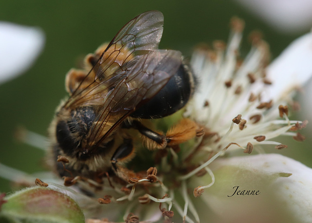 Macro abeille je pense ;
