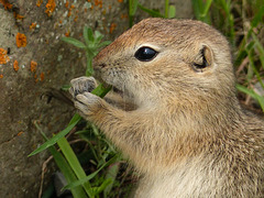 Nibbling on a tasty leaf