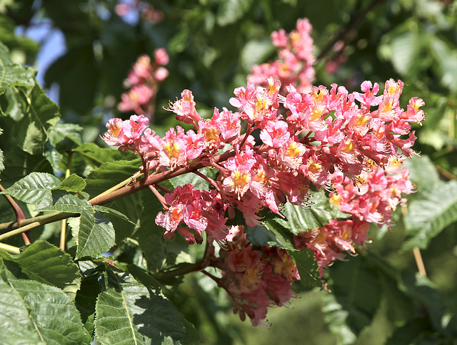 Kastanienblüten