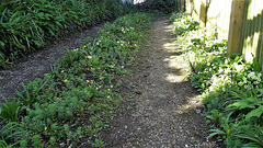 Looking up the driveway