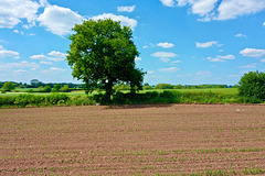 Gnosall fields