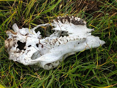 Elk skull