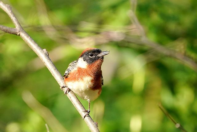 DSC01924a