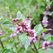Minze (Mentha)