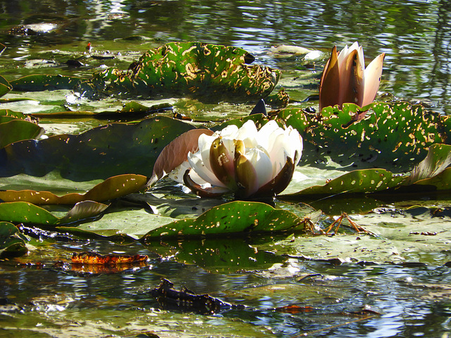 The lily of the water