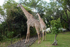 Zambia, Two Giraffes in the Park of the Royal Livingstone Hotel