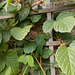 baw[25] - Wren's nest [IPG / Explored]