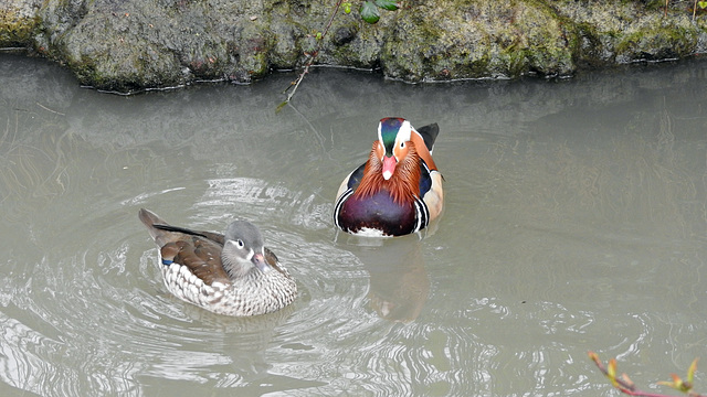 Mandarin ducks