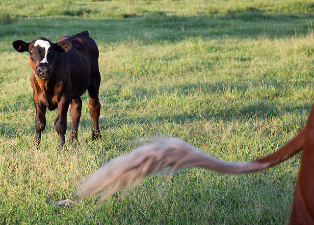 Cow photo-bomb