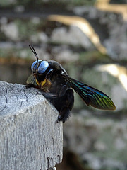 Carpenterbee,Siem Reap_Cambodia