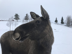 lovely moose!