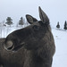 lovely moose!