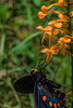 Platanthera ciliaris (Yellow Fringed orchid) and Battus philenor (Pipevine Swallowtail butterfly)