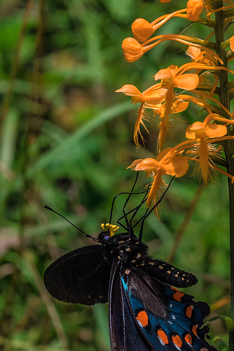 Platanthera ciliaris (Yellow Fringed orchid) and Battus philenor (Pipevine Swallowtail butterfly)