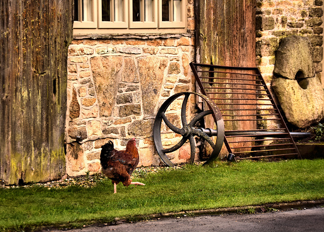 Free Range Hens in Milborne Wick