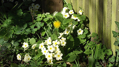 Gorgeous primroses lining the driveway