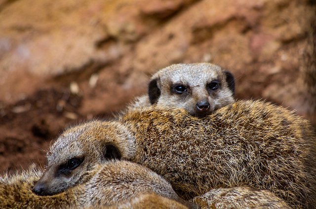 Meerkat