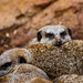 Meerkat