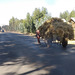 Transporting hay - the road to Lalibela