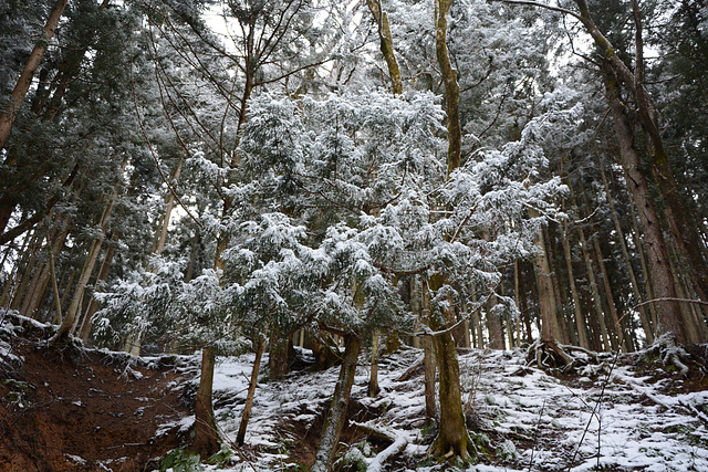 Japan, Winter Forest in Jigokudani Yaen-Kōen Snow Monkey Park