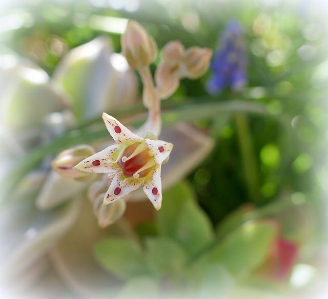 graptopetalum paraguayense graptopetalum paraguayense