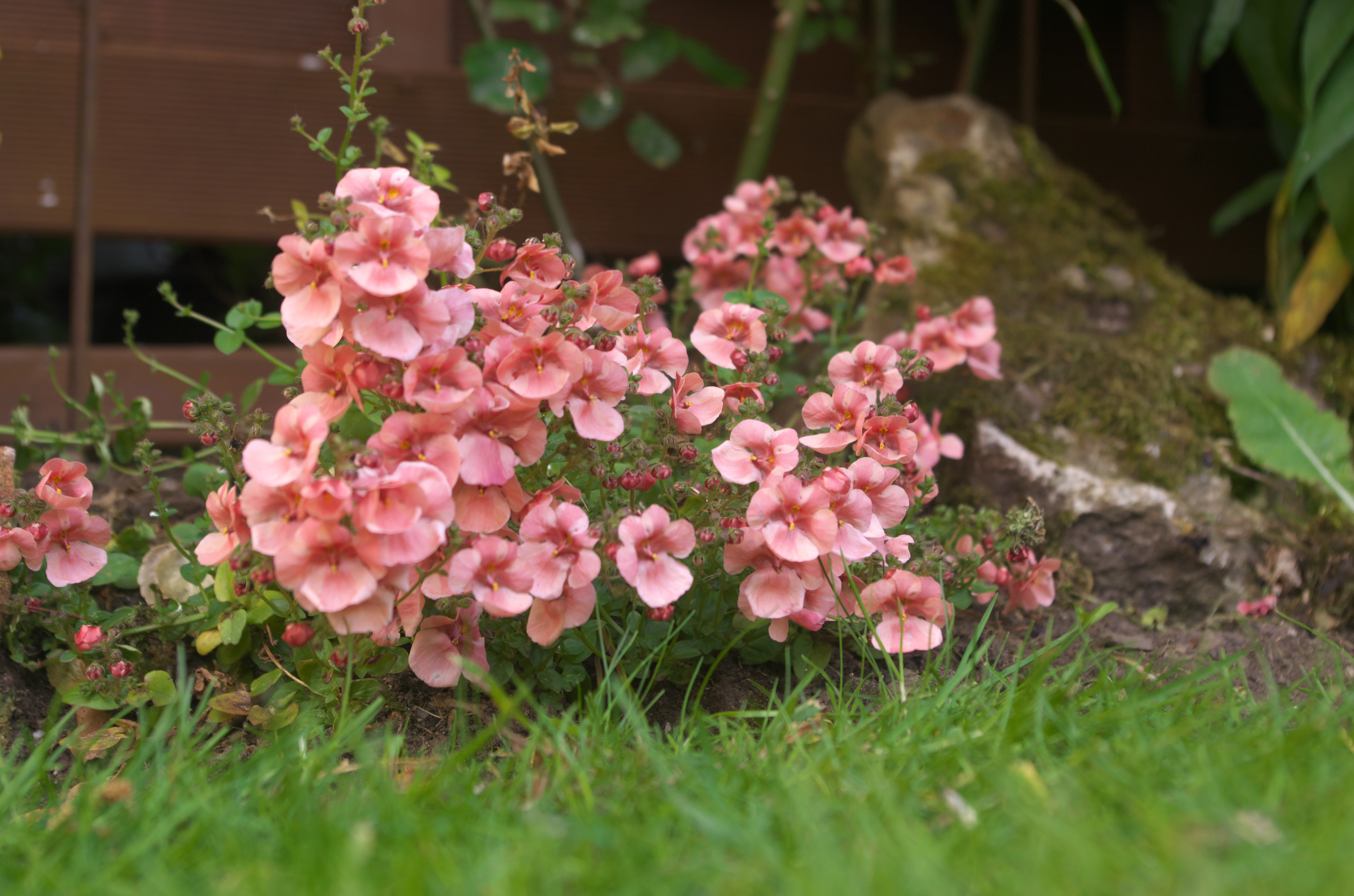 A clamour of pink in the garden