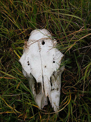 Elk skull