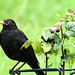 'freche Amsel'      (pic in pic)