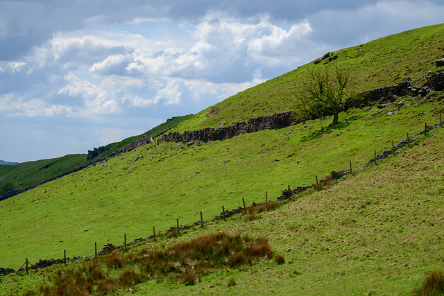 Cown Edge - that tree