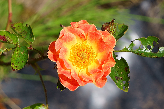 Wildrose im Garten