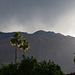 Palm Springs - May rain (#0735)