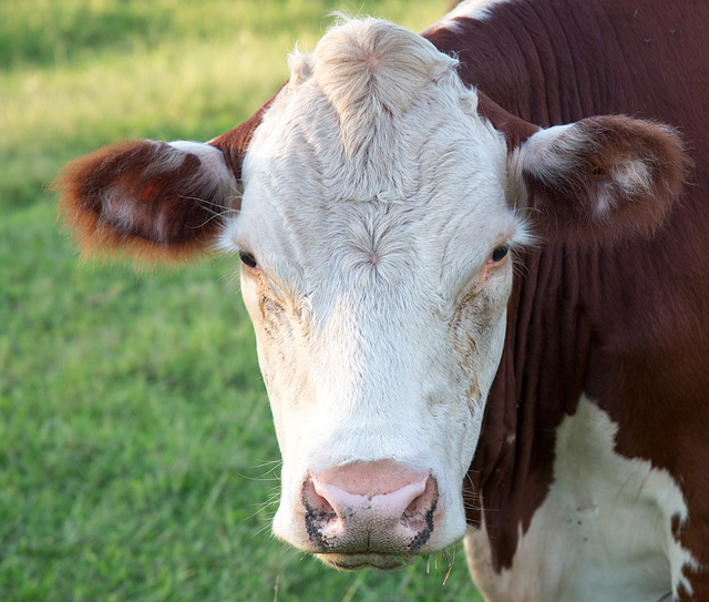 White-faced bull