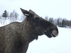 dreamy moose