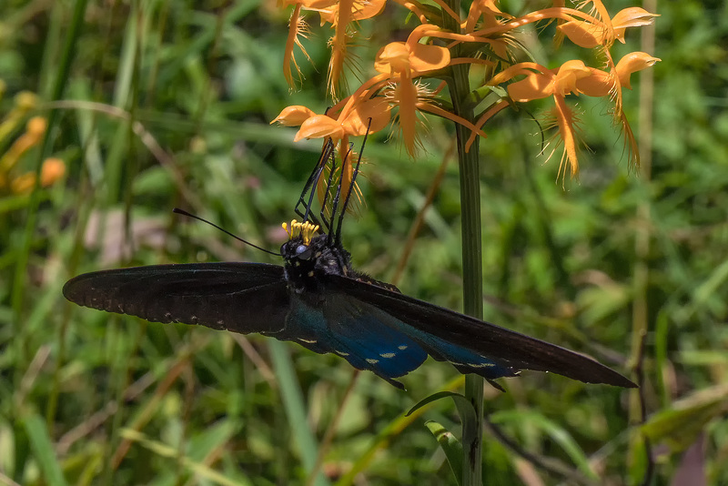 Platanthera ciliaris (Yellow Fringed orchid) and Battus philenor (Pipevine Swallowtail butterfly)