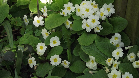 So beautiful flowers