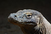 Indonesia, Portrait of Komodo Dragon (Varanus komodoensis)